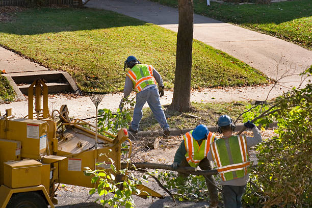 Best Leaf Removal  in Emmon, AK