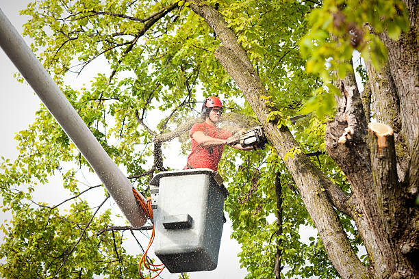 Best Fruit Tree Pruning  in Emmon, AK