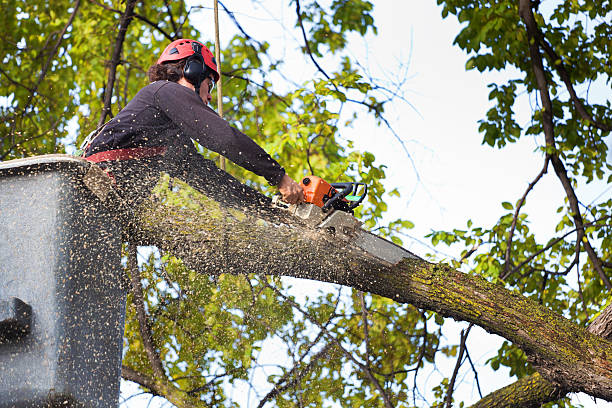 Best Tree Removal  in Emmon, AK